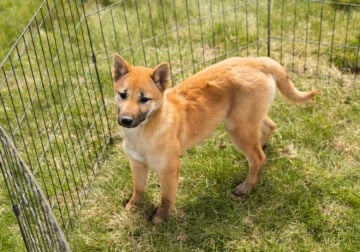 AKC Shiba Inu female pup in Indiana (Holly)
