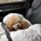 11 Month Male Mini Poodle
