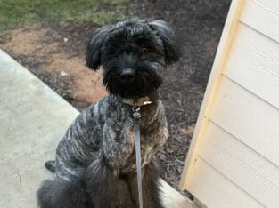 Bouvier – pure bred 11 month old