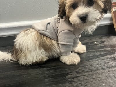 teddy bear