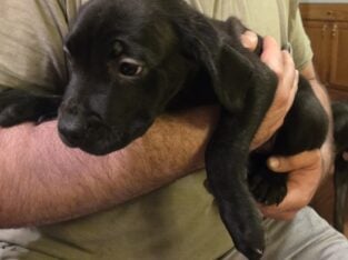 Cane corso puppies for sale