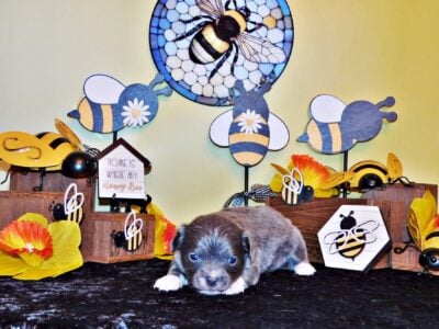 Griffin – Gorgeous Blue L/C Apple Head