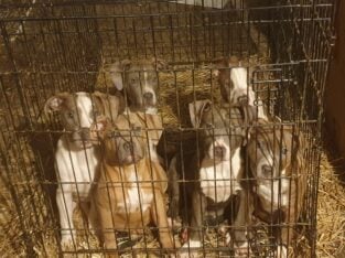 Blue and red pit pups