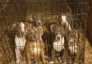 Blue and red pit pups