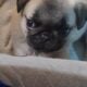 8wk old pug puppies