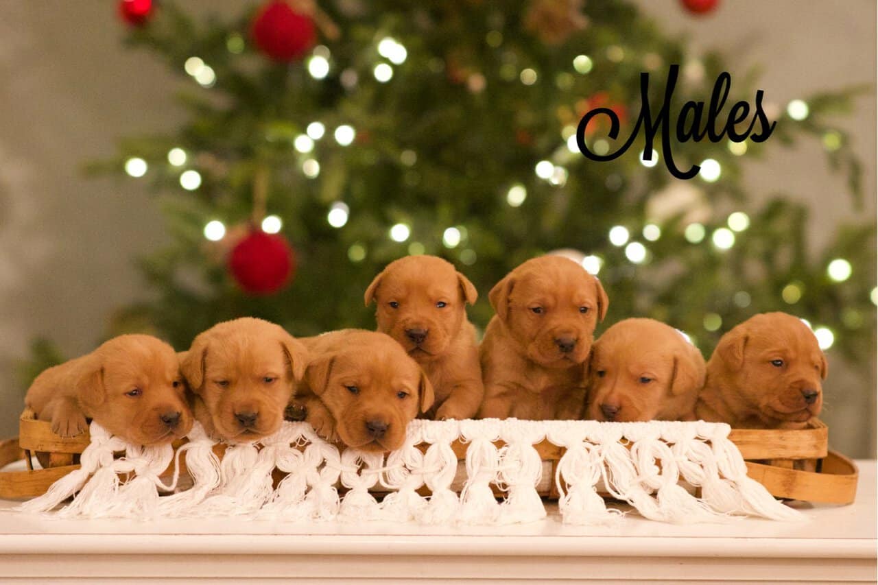 Akc Fox Red Lab Puppies 