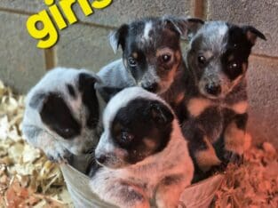 Blueheeler pups