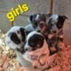 Blueheeler pups