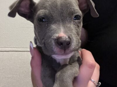 Pitbull puppy