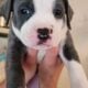 Staffordshire terrier puppies