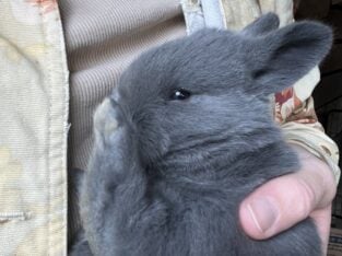 Rare Silver Fox Rabbit Kits