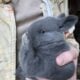 Rare Silver Fox Rabbit Kits