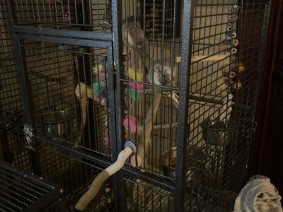 Cockatiels