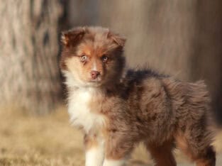 Red Merle Male 7
