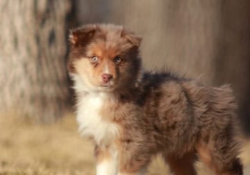 Red Merle Male 7