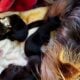 Yorkie