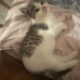 Fort Frances area Kittens & 6 months Kats