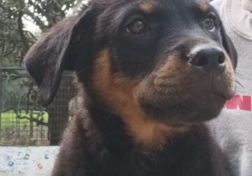 Rottweiler puppies