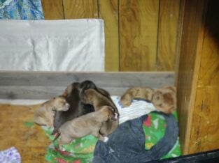 Red nose Brindle Pitbull puppies