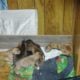 Red nose Brindle Pitbull puppies