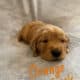 Purebred Golden Retriever Litter