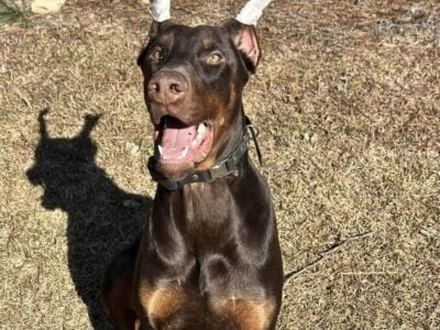 European Doberman