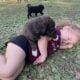 Pyrador Puppies 4 SALE!!