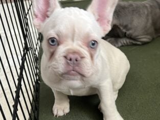 Platinum French Bulldog
