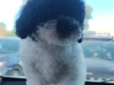 Miniature poodles