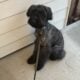 Bouvier – pure bred 11 month old