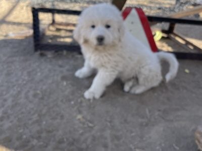 Great Pyrenees