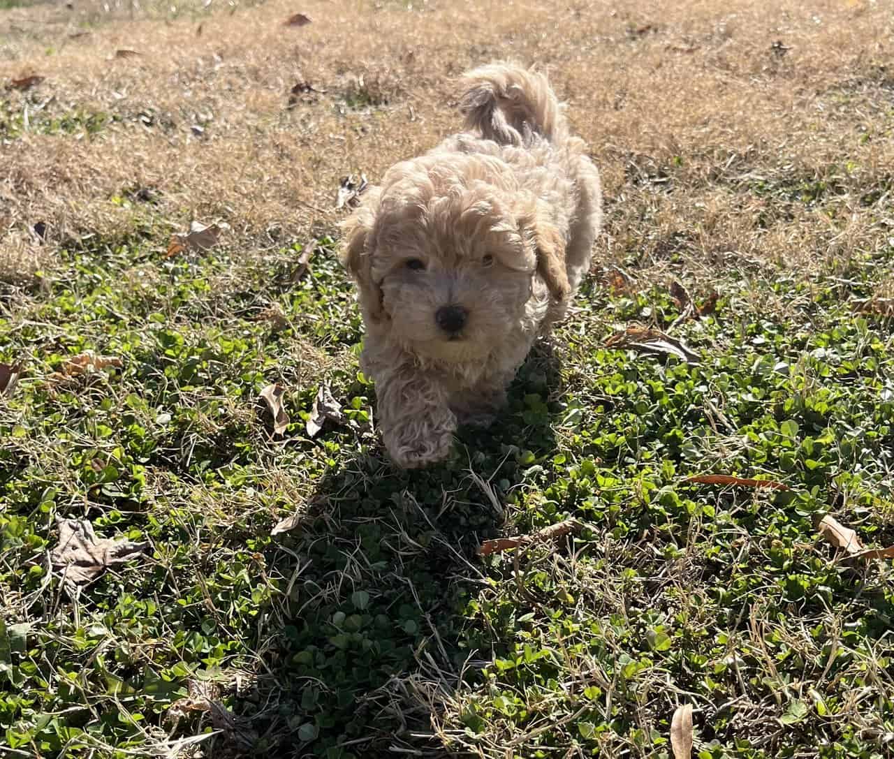 Schnoodle Puppies 10 Weeks 