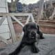 Cane corso puppy