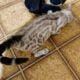 Bengal kitten male