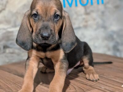 Male Bloodhound Puppy