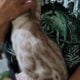Bengal kitten male