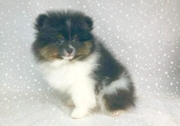 CKC Pomeranian PATCHES (male)