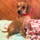 Bambi, Queen Elizabeth Pocket Beagle