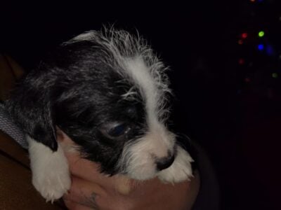 Rehome Puppies