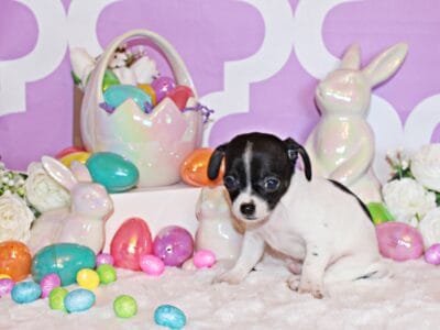 Fuzz – Adorable Black Tri-Color Baby
