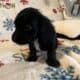 Xmas Miniature Dachshund Puppies