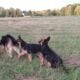 German Shepherd puppies