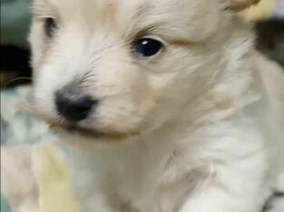 MaltiPom