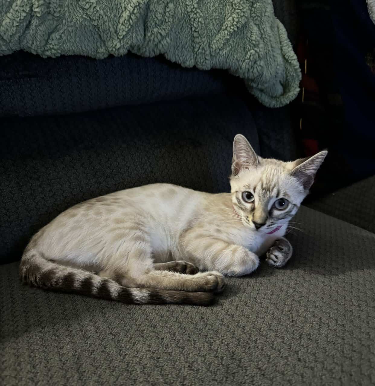 chat du bengal snow prix