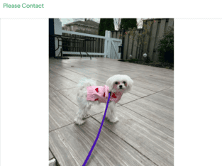 Purebred Maltese For Adoption 