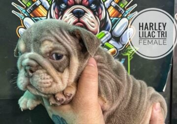 Harley Lilac Tri Female