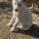 Puppies for rehome