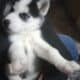 AKC Siberian Husky Puppy males and females