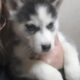 AKC Siberian Husky Puppy males and females