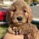 Lovely Goldendoodle Puppies!
